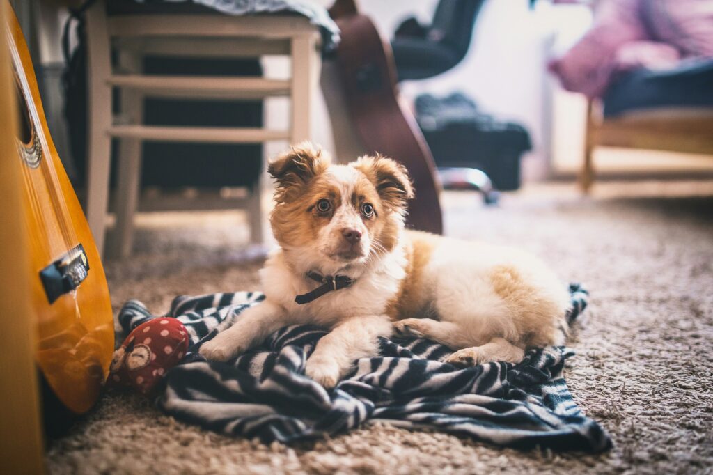 Denver Carpet repair services dog